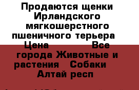 Продаются щенки Ирландского мягкошерстного пшеничного терьера › Цена ­ 30 000 - Все города Животные и растения » Собаки   . Алтай респ.